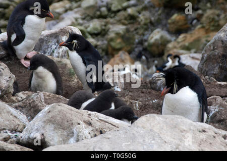 Nouvelle île Îles Falkland, colonie de manchots Gorfous sauteurs sud Banque D'Images