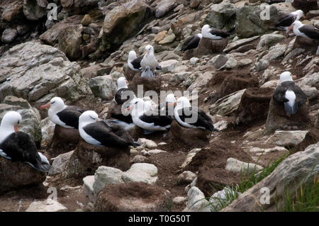 Nouvelle île Îles Malouines, l'avis de black-brow albatross rookery Banque D'Images