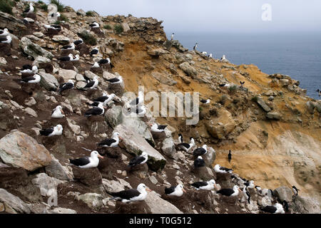 Nouvelle île Îles Falkland, noir-brow albatross rookery sur falaise Banque D'Images