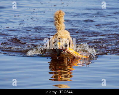 Caniche royal piscine sur l'eau service de sauvetage de chien de formation. Jouer avec un jouet de l'extraction d'orange dans un lac sur une journée ensoleillée en Finlande. Banque D'Images