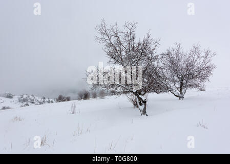 Un arbre isolé est couvert par neige dans un paysage d'hiver, avec une clôture en bois autour d'un champ couvert de neige à Tannourine Cedar reserve, au Liban. Banque D'Images