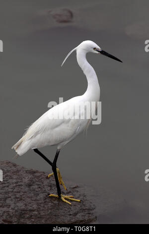 Image détaillée d'une aigrette à la frontière du fleuve Douro Banque D'Images