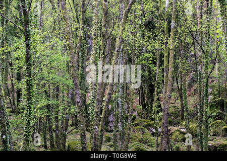 Vert dense forêt d'altitude à partir du portugais magnifique parc naturel de Peneda-Geres Banque D'Images