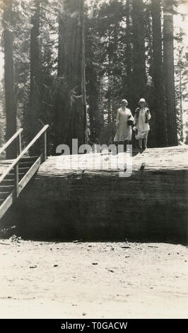 Meubles anciens Juin 1929 photographie, deux femmes sur le Massachusetts tombé dans redwood tree Mariposa Grove, un sequoia grove situé à proximité, Wawona en Californie, aux États-Unis, dans le Parc National Yosemite. Elle a diminué en 1927 et avait été l'un des plus fameux arbres dans le bosquet. SOURCE : photographie originale Banque D'Images