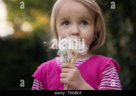 Girl holding bunch de têtes de pissenlits Banque D'Images