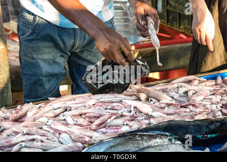 Mettre pêcheur le poisson frais sur la vente de sacs à la marché de poissons local à Galle, au Sri Lanka. Banque D'Images