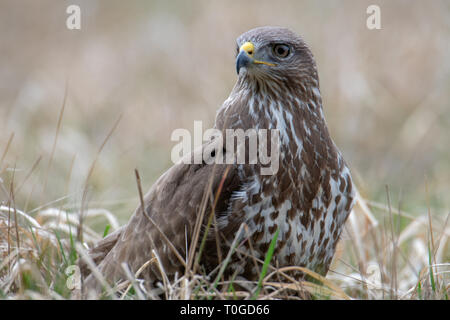 Buse variable, Buteo buteo, oiseau de proie Banque D'Images