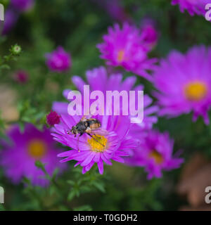 Aster amellus plantes à fleurs vivaces, de la famille des astéracées et abeille pollinisateurs sauvages Wakehurst en jardin botanique, Royaume-Uni Banque D'Images