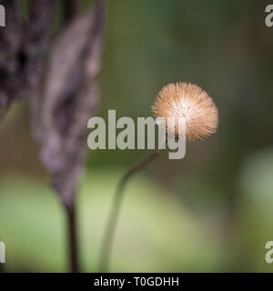 Les plantes en automne sec Wakehurst Banque D'Images