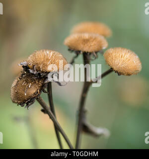 Les plantes en automne sec Wakehurst Banque D'Images