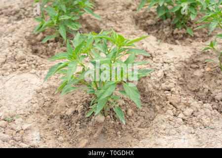 Chili arbre planté sur le sol. Les jeunes plantes de piment - Image Banque D'Images