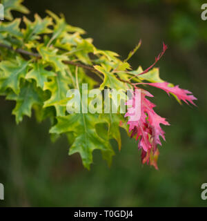 'Pin Oak Quercus palustris' dans le feuillage de l'automne photographié à Wakehurst Wild Jardin botanique en Angleterre Banque D'Images