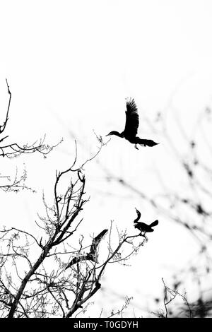 De grands cormorans noirs Banque D'Images