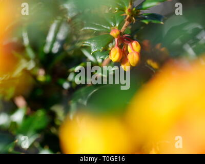 Les petits boutons de fleurs orange Banque D'Images