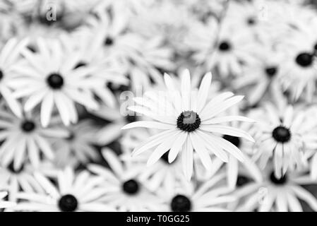 Brown Eyed Susan ou Black Eyed Susan en noir et blanc Banque D'Images