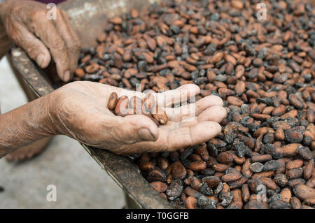 Les graines de cacao séchées au soleil d'être au soleil. Île Samosir au nord de Sumatra, Indonésie Banque D'Images