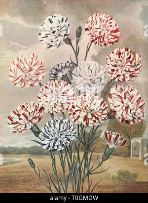 'Picotees', c1802-1821, (1948). Créateur : Thomas Baxter. Banque D'Images