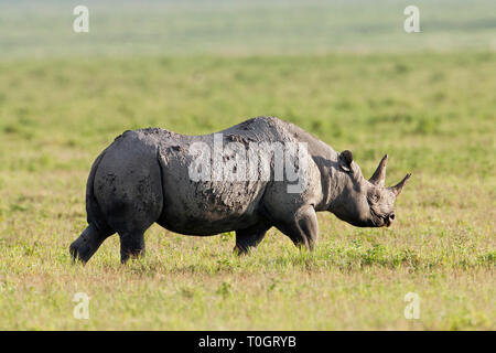 Le Rhinocéros noir (Diceros bicornis), le cratère du Ngorongoro, en Tanzanie Banque D'Images