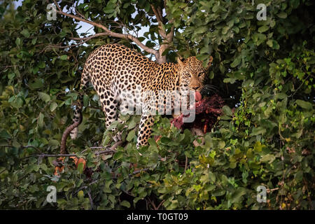 Leopard (Panthera pardus) sur impala tuer en arbre, Savuti, Botswana, Africa Banque D'Images