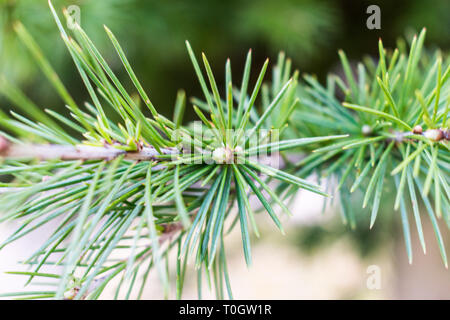 C'est une macro de capture une branche d'arbre aiguilles et vous pouvez voir le beau contraste entre le vert blanc et marron qui font de la photo à Banque D'Images