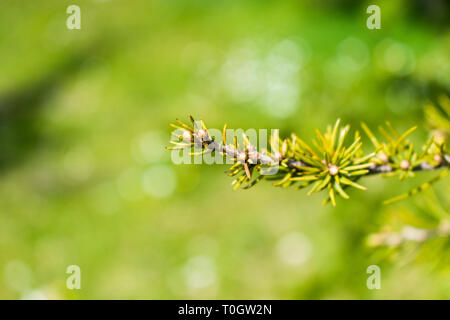 C'est une macro de capture une branche d'arbre aiguilles et vous pouvez voir le beau contraste entre le vert blanc et marron qui font de la photo à Banque D'Images