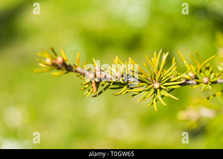 C'est une macro de capture une branche d'arbre aiguilles et vous pouvez voir le beau contraste entre le vert blanc et marron qui font de la photo à Banque D'Images