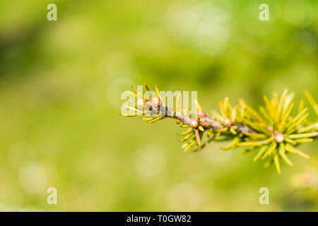 C'est une macro de capture une branche d'arbre aiguilles et vous pouvez voir le beau contraste entre le vert blanc et marron qui font de la photo à Banque D'Images