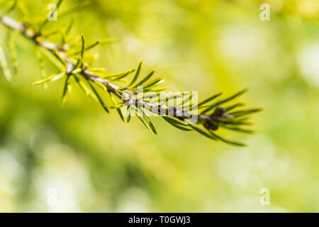 C'est une macro de capture une branche d'arbre aiguilles et vous pouvez voir le beau contraste entre le vert blanc et marron qui font de la photo à Banque D'Images