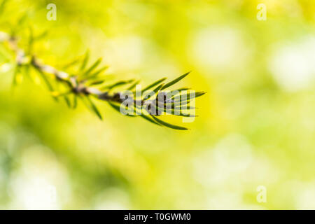 C'est une macro de capture une branche d'arbre aiguilles et vous pouvez voir le beau contraste entre le vert blanc et marron qui font de la photo à Banque D'Images