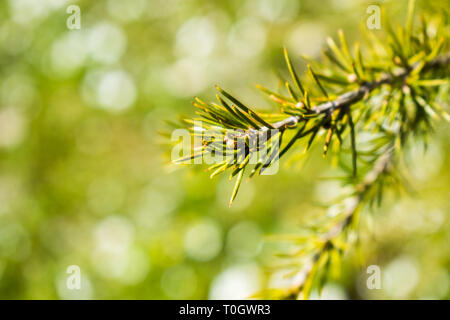 C'est une macro de capture une branche d'arbre aiguilles et vous pouvez voir le beau contraste entre le vert blanc et marron qui font de la photo à Banque D'Images