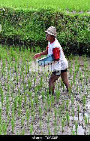 BALI - INDONÉSIE / 06.05.2018 : agriculteur balinais le repiquage du riz dans les rizières entourant Ubud Village, centre de Bali, Indonésie Banque D'Images