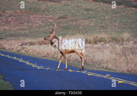 Un wapiti traverse la route Banque D'Images