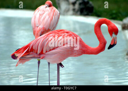 Parque de Xcaret en Cancun au Mexique. .Garsa Rosada. ..**Francisco Morales/DammPhoto.com/NortePhoto**. Banque D'Images