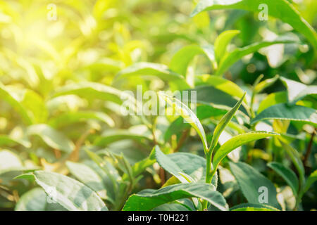 De la feuille de thé vert dans le soleil du matin Banque D'Images