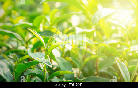 De la feuille de thé vert dans le soleil du matin Banque D'Images