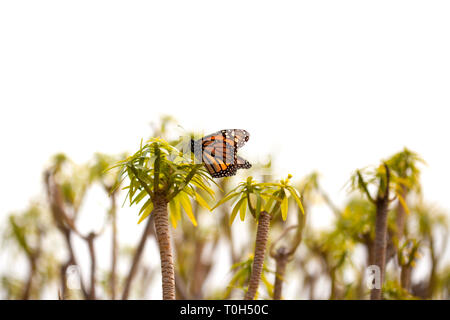 Papillon monarque sur les plantes isolé sur fond blanc Banque D'Images