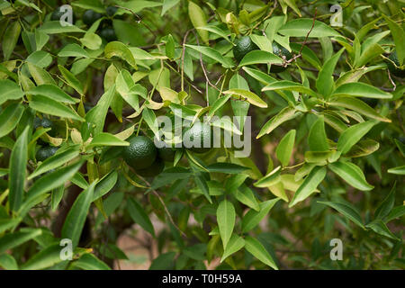 Fruit non mûr de Citrus reticulata tree Banque D'Images