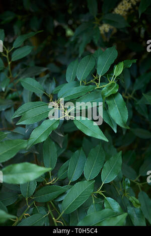 Prunus lusitanica en fleur Banque D'Images