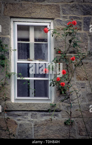 La ligne rouge de plus en plus rose à côté d'une fenêtre sur le mur de granit d'une ancienne maison. Banque D'Images