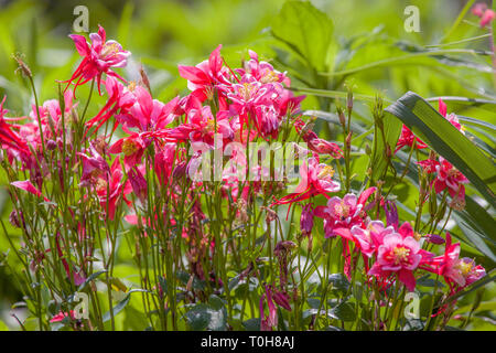 Fleurs d'ancolie - Aquilegia caerulea 'Crimson Star' Banque D'Images