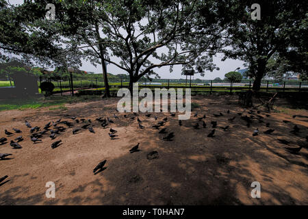 Nourrir les pigeons, Maidan, Victoria Memorial, Kolkata, Bengale occidental, Inde, Asie Banque D'Images