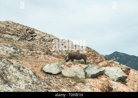 Un cochon sauvage dans les montagnes Gennargentu sur l'île de Sardaigne, Italie [c] Banque D'Images