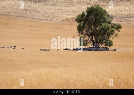 Un troupeau de moutons unshorn à l'abri de la chaleur du soleil à l'ombre d'un seul arbre. Banque D'Images