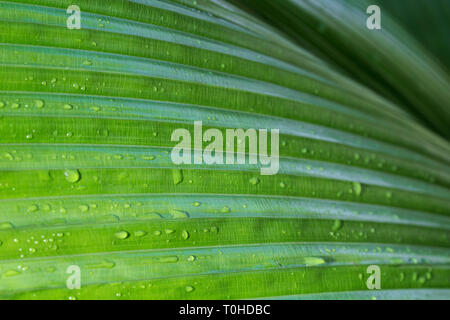 Macro close-up de Johannesteijsmannia altifrons vert feuille humide de palm, abstract background texture naturelle plein cadre. Banque D'Images