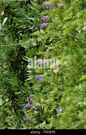 WISTERIA FRUTESCENS LONGWOOD PURPLE Banque D'Images