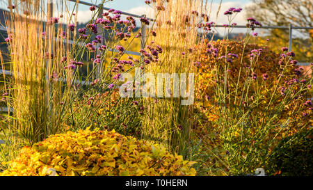 Automne couleur au coin de magnifique jardin privé - élégant et contemporain, l'aménagement paysager et la plantation sur border (rural Yorkshire, Angleterre, Royaume-Uni) Banque D'Images