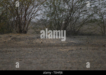 Desert Fox, Little Rann de Kutch, Patdi village, Gujarat, Inde, Asie Banque D'Images