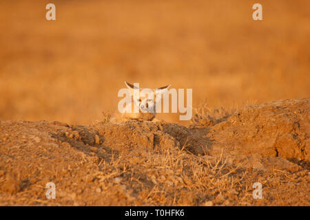 Desert Fox, Little Rann de Kutch, Patdi village, Gujarat, Inde, Asie Banque D'Images