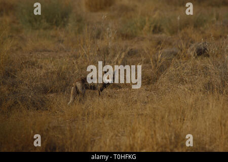 Desert Fox, Little Rann de Kutch, Patdi village, Gujarat, Inde, Asie Banque D'Images