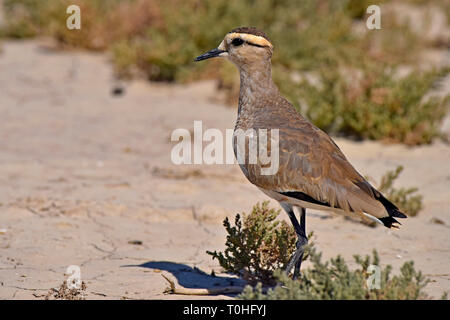 Vanneau oiseau, banni d'herbages, Kutch, Gujarat, Inde, Asie Banque D'Images